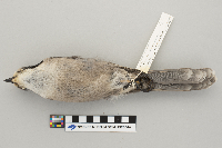 Perisoreus canadensis image