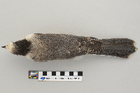 Perisoreus canadensis image