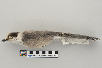 Perisoreus canadensis image