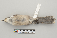 Perisoreus canadensis image