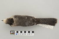 Perisoreus canadensis image