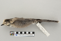 Perisoreus canadensis image