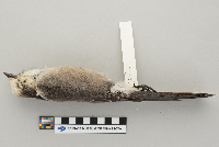 Perisoreus canadensis image