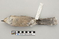 Perisoreus canadensis image