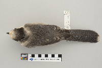 Perisoreus canadensis image