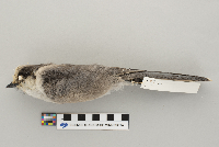 Perisoreus canadensis image
