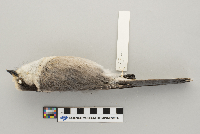 Perisoreus canadensis image