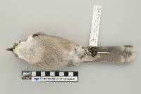 Perisoreus canadensis image