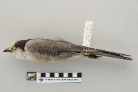 Perisoreus canadensis image