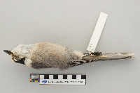 Perisoreus canadensis image