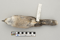 Perisoreus canadensis image