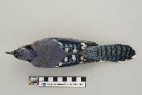 Cyanocitta cristata image