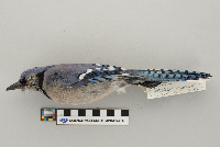 Cyanocitta cristata image