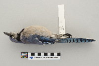 Cyanocitta cristata image