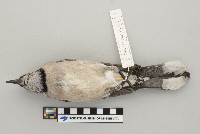 Cyanocitta cristata image