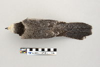 Perisoreus canadensis image