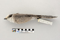 Perisoreus canadensis image