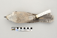 Perisoreus canadensis image