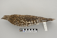 Dendragapus canadensis image