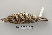 Dendragapus canadensis image