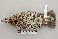 Dendragapus canadensis image