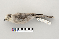 Perisoreus canadensis image