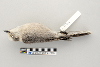 Perisoreus canadensis image