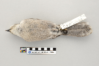 Perisoreus canadensis image