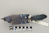 Cyanocitta cristata image