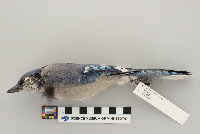 Cyanocitta cristata image