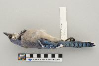 Cyanocitta cristata image