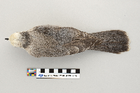 Perisoreus canadensis image