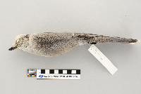 Perisoreus canadensis image