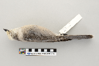 Perisoreus canadensis image