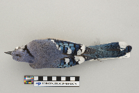 Cyanocitta cristata image