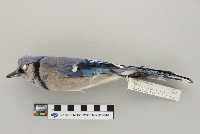 Cyanocitta cristata image