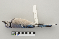Cyanocitta cristata image