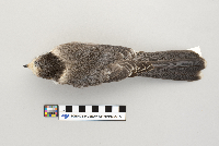 Perisoreus canadensis image
