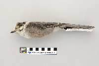 Perisoreus canadensis image