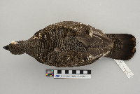 Dendragapus canadensis image