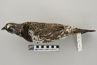 Dendragapus canadensis image