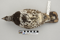 Dendragapus canadensis image