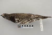 Dendragapus canadensis image