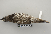 Dendragapus canadensis image