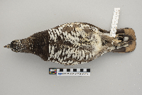 Dendragapus canadensis image