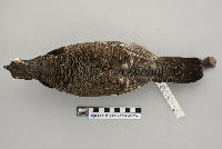 Dendragapus canadensis image