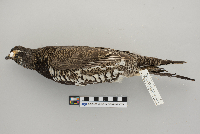 Dendragapus canadensis image