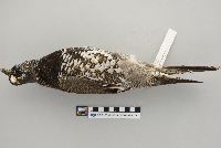 Dendragapus canadensis image