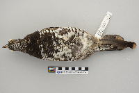 Dendragapus canadensis image