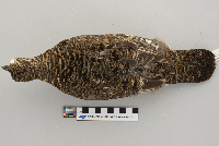 Dendragapus canadensis image